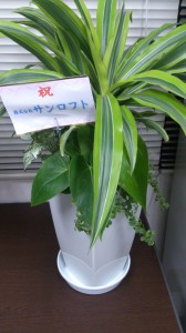 観葉植物2